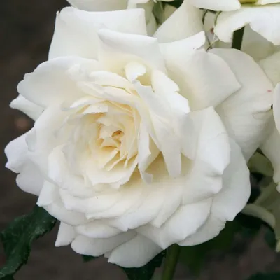 Climbing Rose Alaska