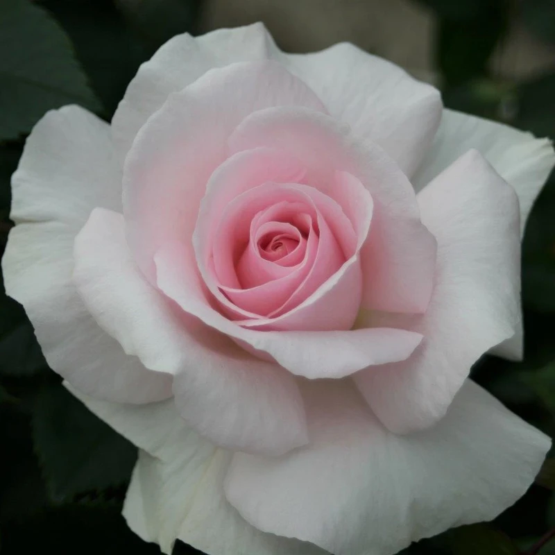 Hybrid Tea Rose A Whiter Shade of Pale AGM