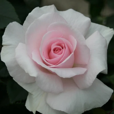 Hybrid Tea Rose A Whiter Shade of Pale AGM