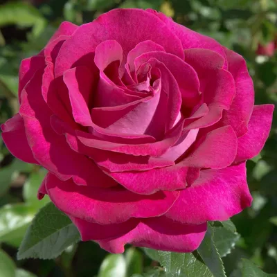 Hybrid Tea Rose Belle Rives