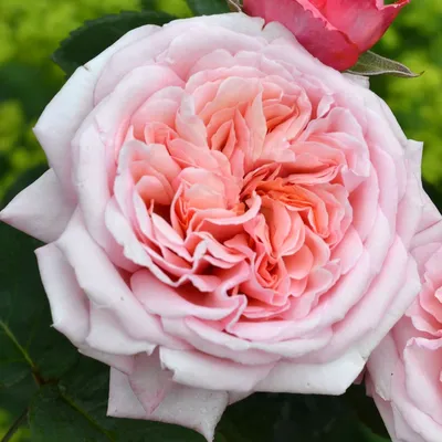 Hybrid Tea Rose Never Ending Story