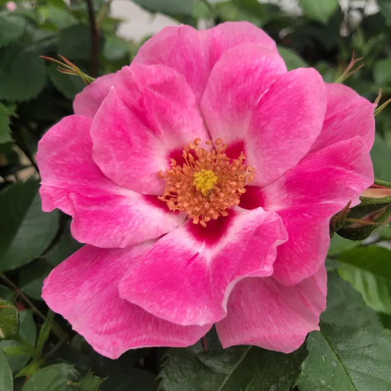 Floribunda Rose See You In Rose