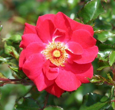 Climbing Rose Olympic Flame
