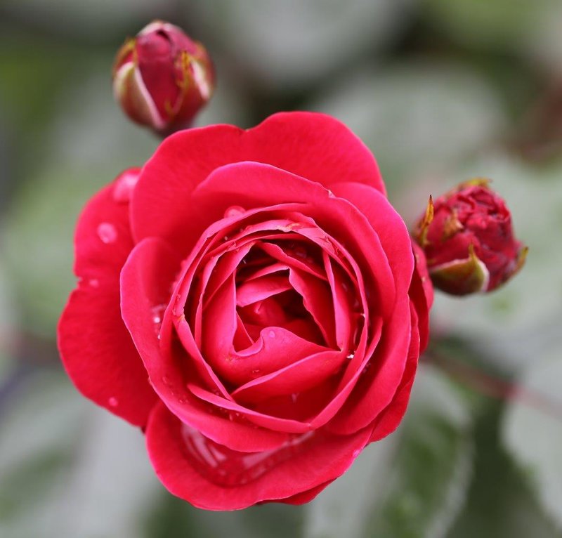 Standard Rose Precious Ruby
