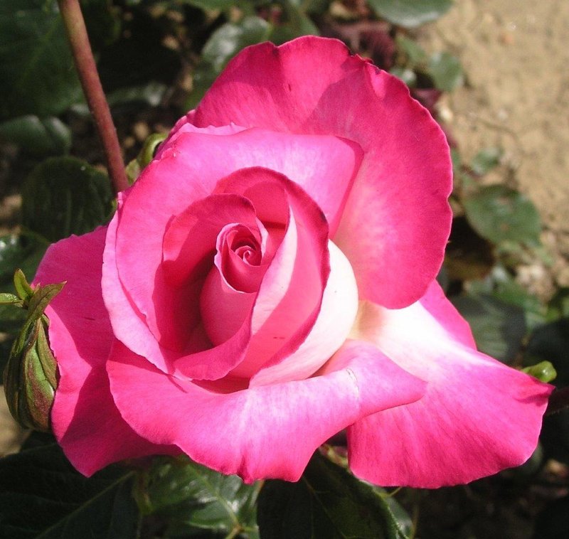 Hybrid Tea Rose Rose Gaujard
