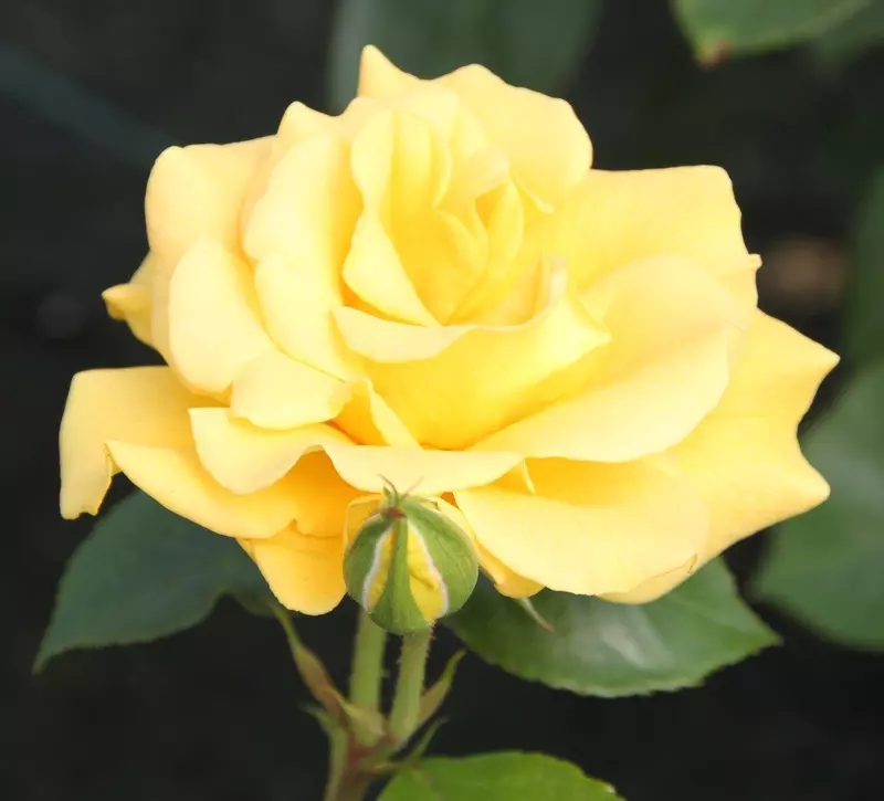Floribunda Rose Precious Gold