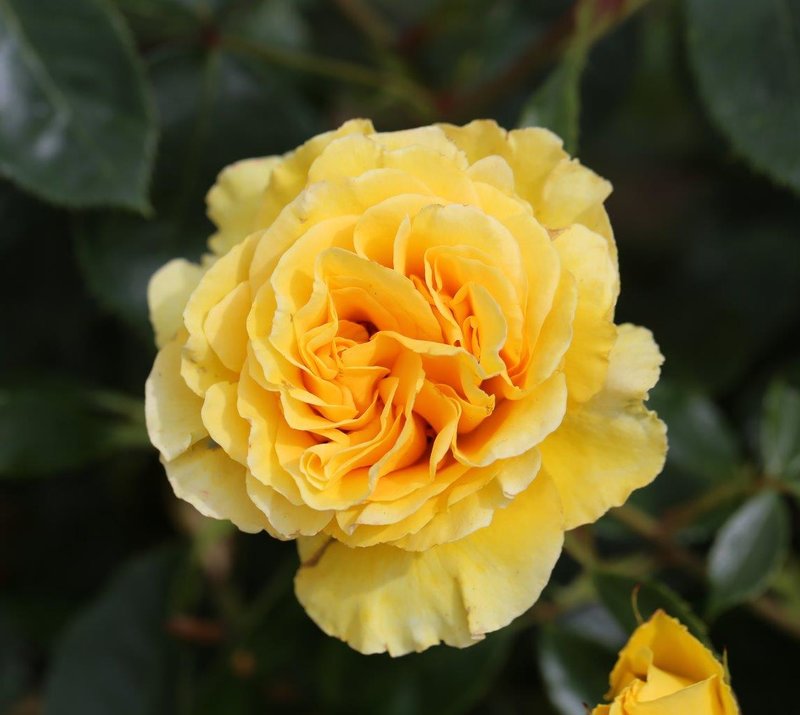 Floribunda Rose Anniversary Wishes