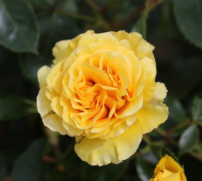Floribunda Rose Anniversary Wishes