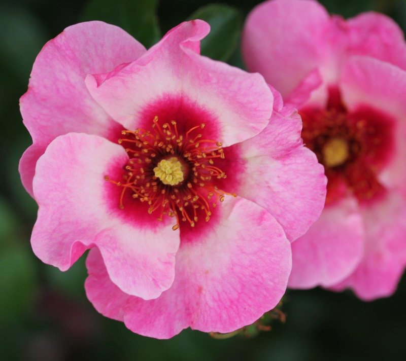 Floribunda Rose Bright As A Button