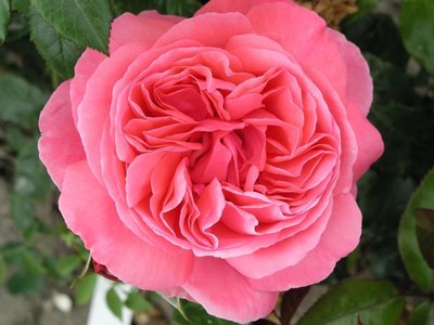 Climbing Rose Special Anniversary