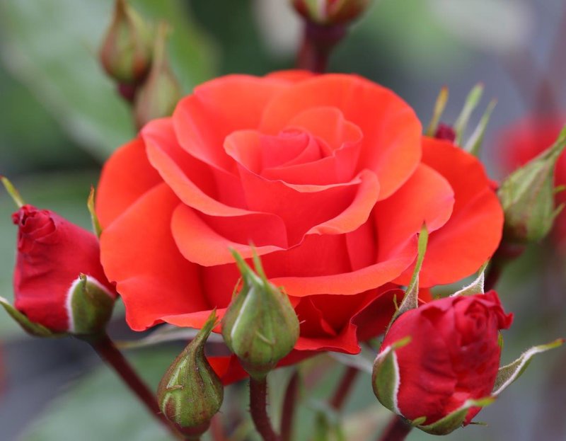 Floribunda Rose Precious Love