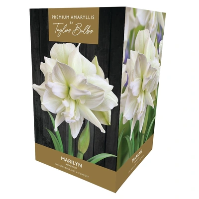 Taylors Premium Amaryllis Marilyn