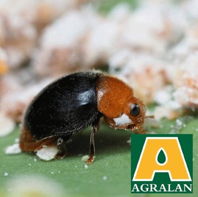 Agralan Mealybug Control up to 10m2 (BC125)