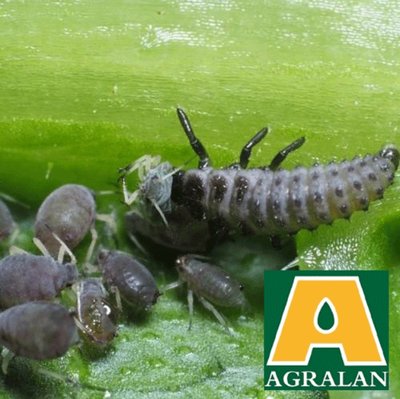 Agralan Aphid Control up to 15m2 (BC103)