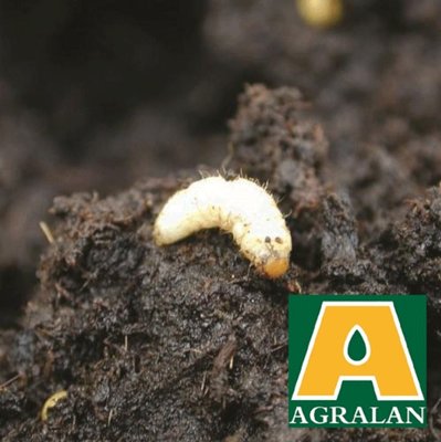 Agralan Vine Weevil Nematodes up to 10m2 - Late Spring to Summer