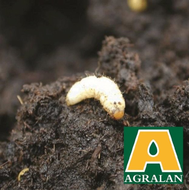Agralan Vine Weevil Nematodes up to 100m2 - Early Spring & Late Summer
