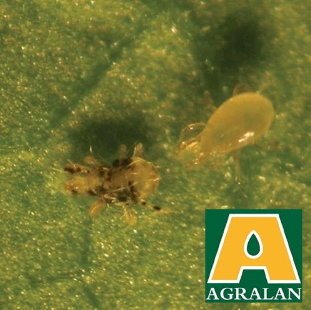 Agralan Spider Mite Nematodes up to 75m2