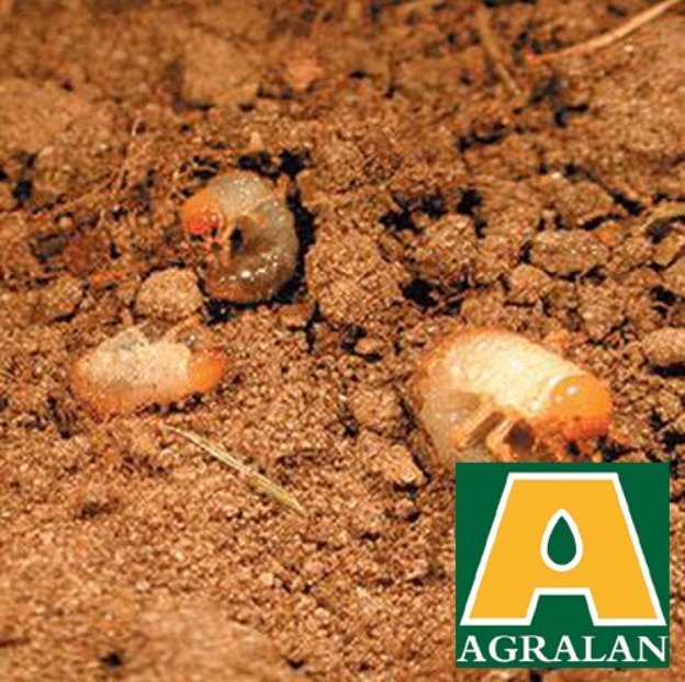 Agralan Chafer Beetle Larvae Nematodes up to 10m2