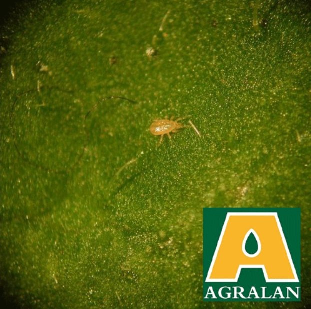 Agralan Spider Mite Nematodes up to 25m2 (BC160)