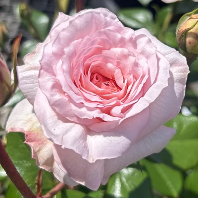 Floribunda Rose Darling