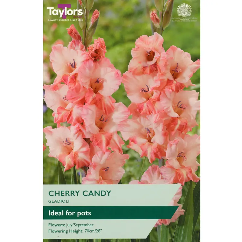 Taylors Gladioli Cherry Candy