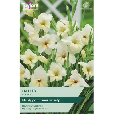 Taylors Gladioli Halley