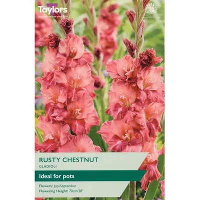 Taylors Gladioli Rusty Chestnut