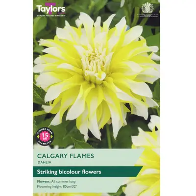 Taylors Dahlia Calgary Flames