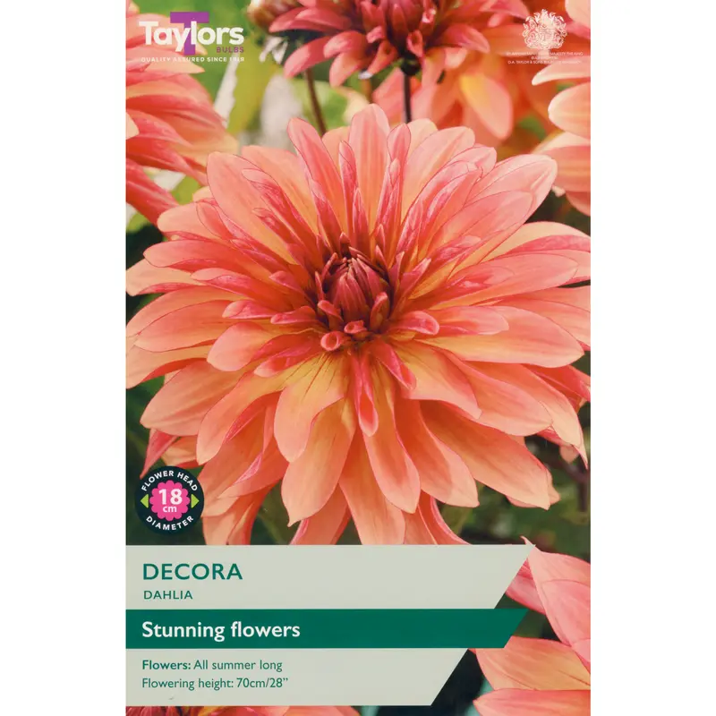 Taylors Dahlia Decora