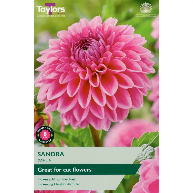 Taylors Dahlia Sandra