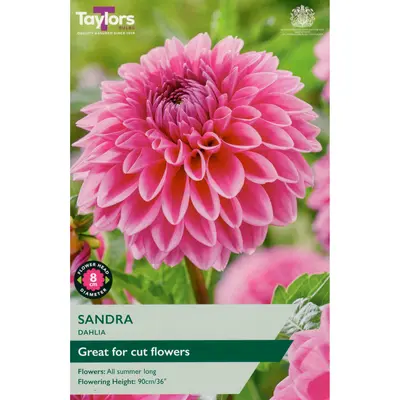 Taylors Dahlia Sandra