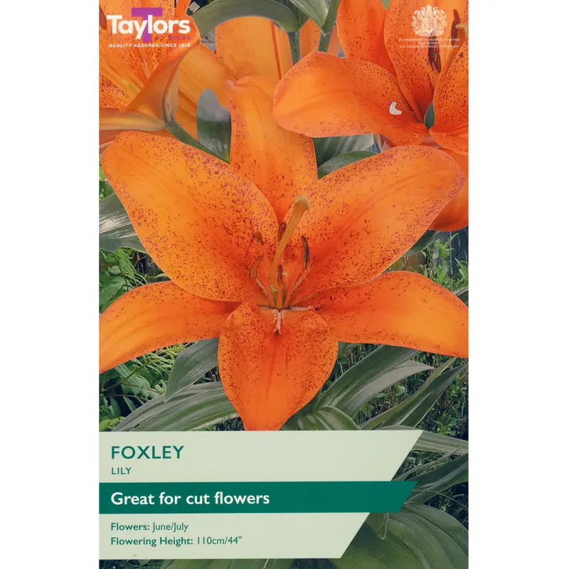 Taylors Lily Foxley