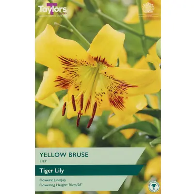 Taylors Lily Yellow Bruse