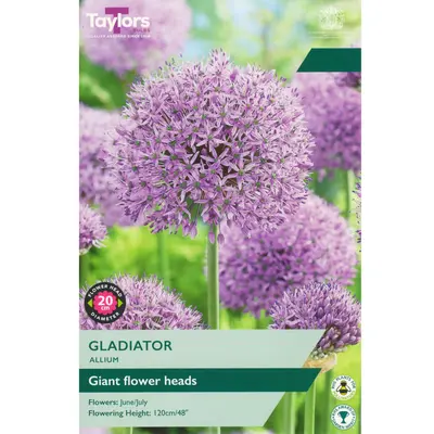 Taylors Allium Gladiator