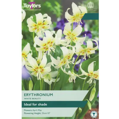 Taylors Erythronium White Beauty