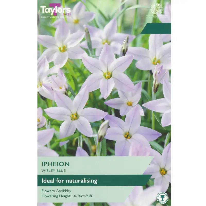 Taylors Ipheion Wisley Blue