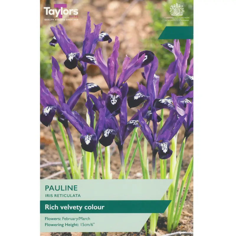 Taylors Iris Dwarf Pauline