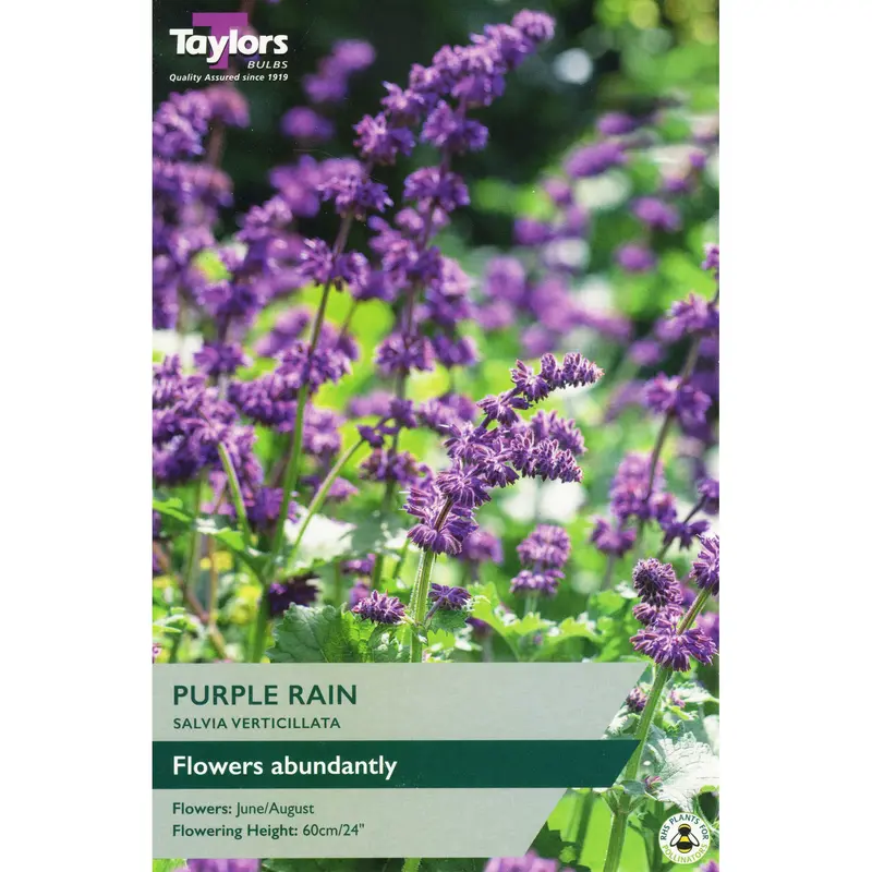 Taylors Salvia Verticillata Purple Rain