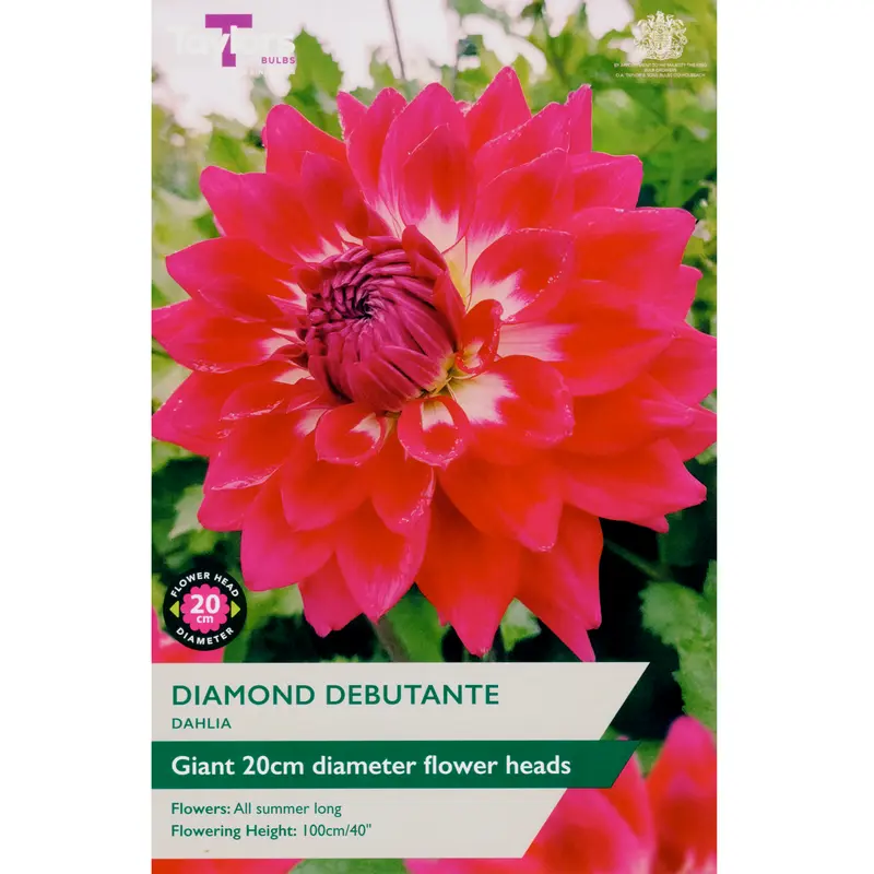 Taylors Dahlia Diamond Debutante