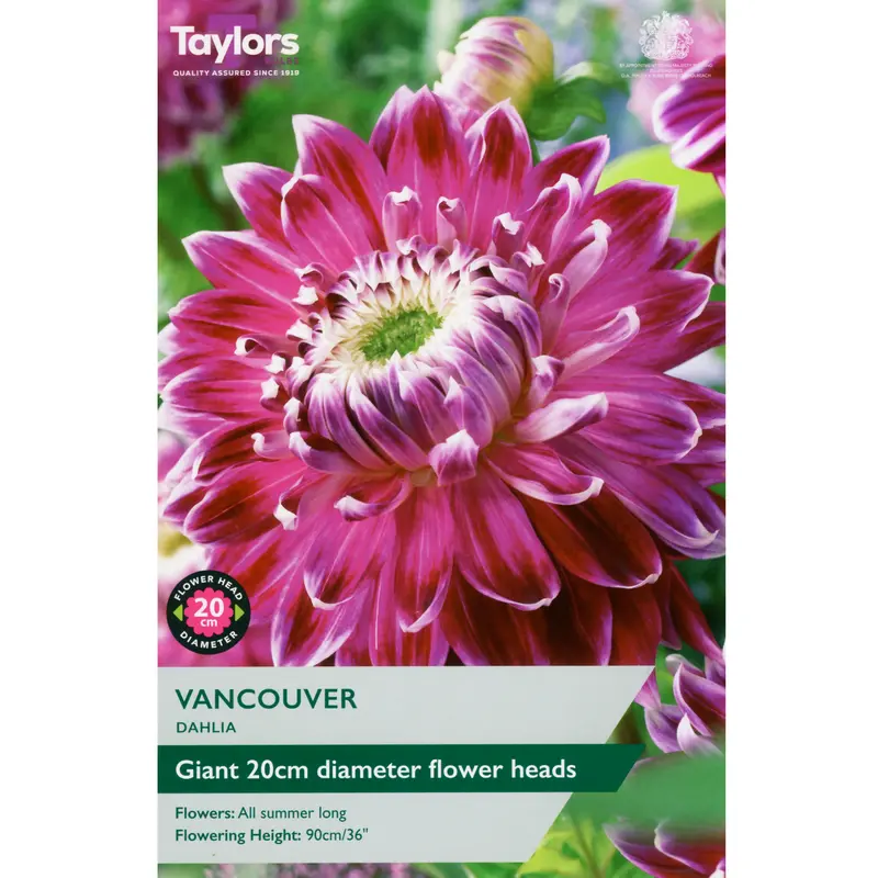 Taylors Dahlia Vancouver