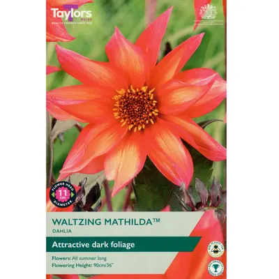 Taylors Dahlia Waltzing Mathilda