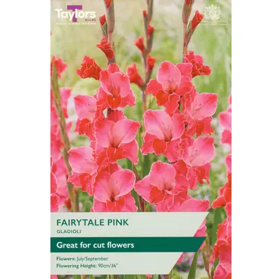 Taylors Gladioli Fairytale Pink