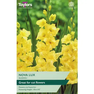 Taylors Gladioli Nova Lux