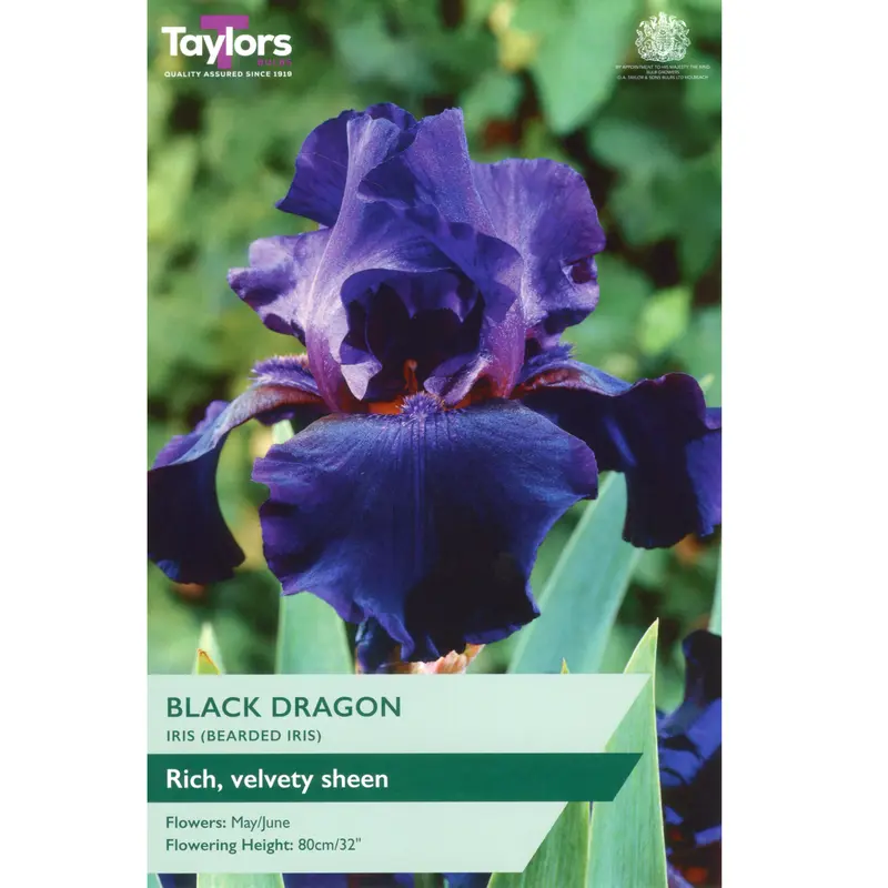 Taylors Iris Black Dragon