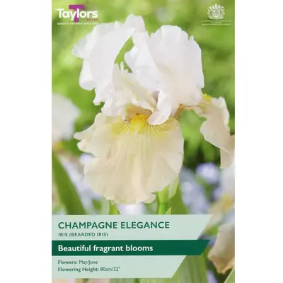 Taylors Iris Champagne Elegance
