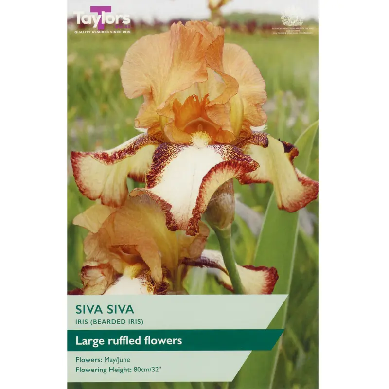 Taylors Iris Siva Siva