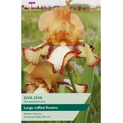 Taylors Iris Siva Siva
