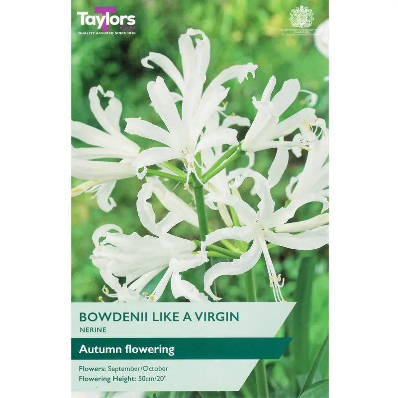 Taylors Nerine Bowdenii Like A Virgin