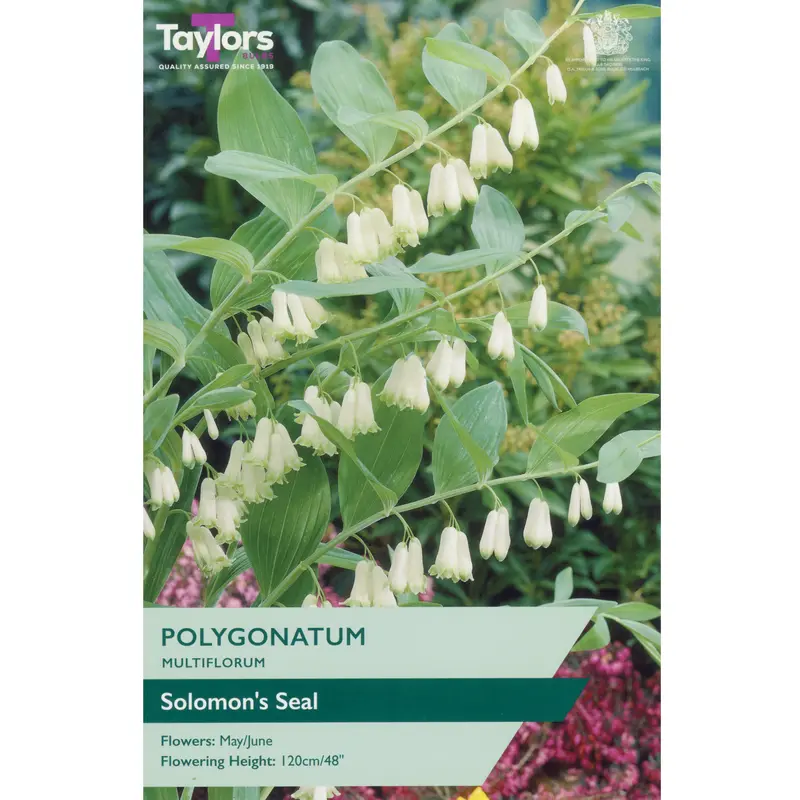 Taylors Polygonatum Multiflorum