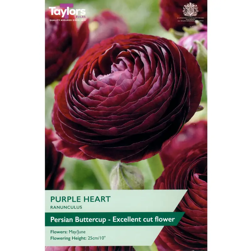 Taylors Ranunculus Purple Heart